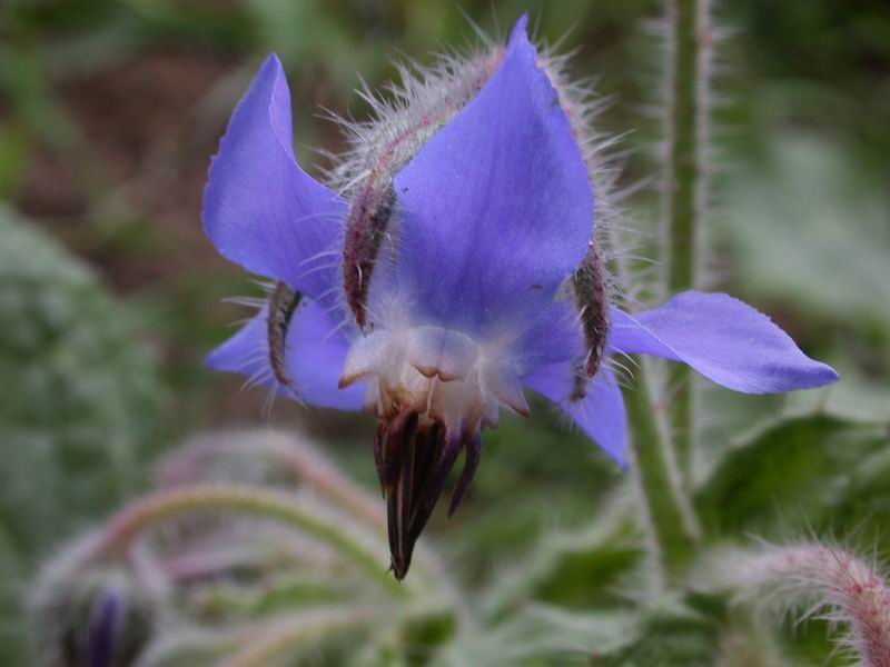 Borago officinalis / Borragine comune